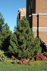 Tannenbaum Mugo Pine (Pinus mugo 'Tannenbaum') at The Mustard Seed