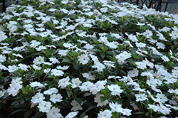 SunPatiens Vigorous White New Guinea Impatiens (Impatiens 'SAKIMP065') at The Mustard Seed