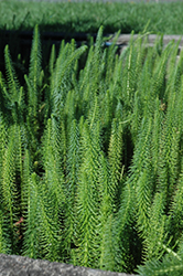 Mare's Tail (Hippuris vulgaris) at The Mustard Seed