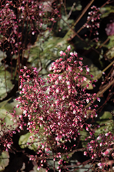 Frosted Violet Coral Bells (Heuchera 'Frosted Violet') at The Mustard Seed