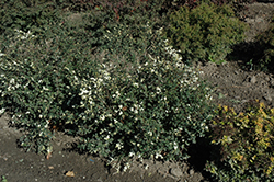 Galaxy Coralberry (Symphoricarpos x doorenbosii 'Kolmgala') at The Mustard Seed