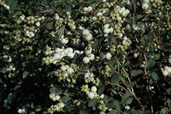 Galaxy Coralberry (Symphoricarpos x doorenbosii 'Kolmgala') at The Mustard Seed