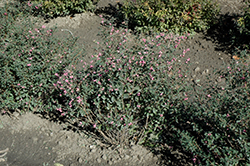 Candy Coralberry (Symphoricarpos x doorenbosii 'Kolmcan') at The Mustard Seed
