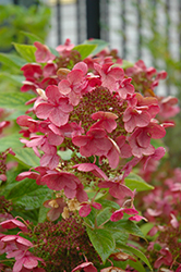 Quick Fire Hydrangea (Hydrangea paniculata 'Bulk') at The Mustard Seed