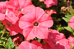 Easy Wave Coral Reef Petunia (Petunia 'Easy Wave Coral Reef') at The Mustard Seed