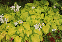 Stained Glass Hosta (Hosta 'Stained Glass') at The Mustard Seed
