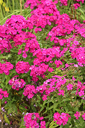Luminary Ultraviolet Garden Phlox (Phlox paniculata 'Ultraviolet') at The Mustard Seed
