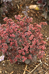Rock 'N Grow Back in Black Stonecrop (Sedum 'Back In Black') at The Mustard Seed