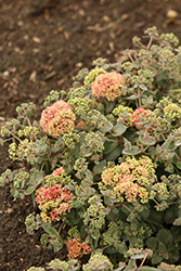Rock 'N Grow Coraljade Stonecrop (Sedum 'Coraljade') at The Mustard Seed