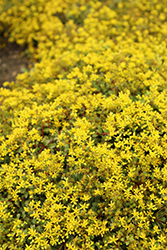 Rock 'N Low Yellow Brick Road Stonecrop (Sedum 'Yellow Brick Road') at The Mustard Seed