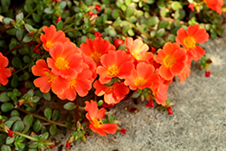 RioGrande Orange Portulaca (Portulaca oleracea 'KLEPO14824') at The Mustard Seed