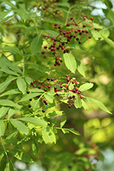 American Elder (Sambucus canadensis) at The Mustard Seed