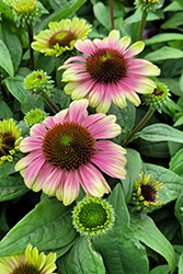 Sweet Sandia Coneflower (Echinacea 'TNECHSS') at The Mustard Seed