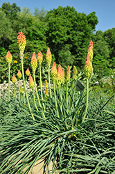 Fire Dance Torchlily (Kniphofia hirsuta 'Fire Dance') at The Mustard Seed