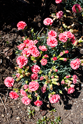 Fruit Punch Classic Coral Pinks (Dianthus 'Classic Coral') at The Mustard Seed
