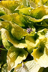 Shadowland Coast to Coast Hosta (Hosta 'Coast to Coast') at The Mustard Seed