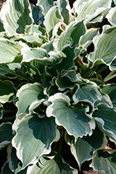 Shadowland Hope Springs Eternal Hosta (Hosta 'Hope Springs Eternal') at The Mustard Seed