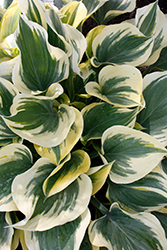 Liberty Hosta (Hosta 'Liberty') at The Mustard Seed