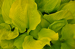 Seasons in the Sun Hosta (Hosta 'Seasons In The Sun') at The Mustard Seed