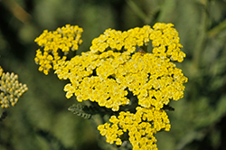 Sassy Summer Lemon Yarrow (Achillea 'Sassy Summer Lemon') at The Mustard Seed