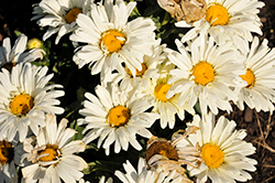 Seventh Heaven Shasta Daisy (Leucanthemum x superbum 'Seventh Heaven') at The Mustard Seed