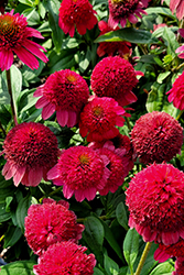 Sunny Days Ruby Coneflower (Echinacea 'TNECHSDR') at The Mustard Seed