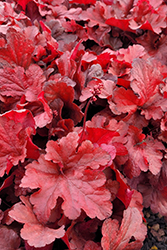 Forever Red Coral Bells (Heuchera 'Forever Red') at The Mustard Seed
