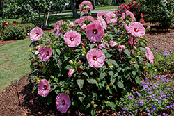 Summerific Spinderella Hibiscus (Hibiscus 'Spinderella') at The Mustard Seed