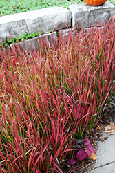Red Baron Japanese Blood Grass (Imperata cylindrica 'Red Baron') at The Mustard Seed
