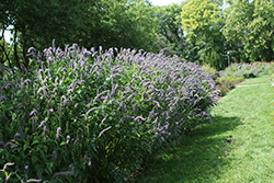 Blue Fortune Anise Hyssop (Agastache 'Blue Fortune') at The Mustard Seed