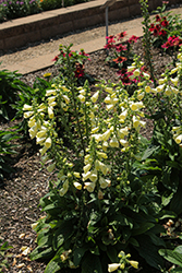 Arctic Fox Lemon Cream Foxglove (Digitalis 'Arctic Fox Lemon Cream') at The Mustard Seed