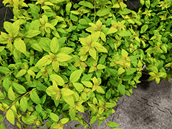 Little Spark Spirea (Spiraea japonica 'MINSPIL04') at The Mustard Seed