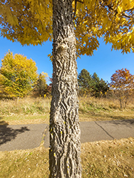 Common Hackberry (Celtis occidentalis) at The Mustard Seed