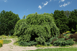 Weeping White Pine (Pinus strobus 'Pendula') at The Mustard Seed