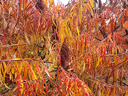 Tiger Eyes Sumac (Rhus typhina 'Bailtiger') at The Mustard Seed