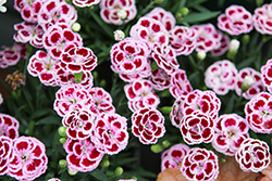 Delilah Bicolor Purple Dianthus (Dianthus 'Delilah Bicolor Purple') at The Mustard Seed