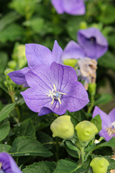 Twinkle Blue Balloon Flower (Platycodon grandiflorus 'Twinkle Blue') at The Mustard Seed