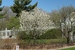 Toka Plum (Prunus 'Toka') at The Mustard Seed
