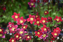 Touran Deep Red Saxifrage (Saxifraga x arendsii 'Touran Deep Red') at The Mustard Seed