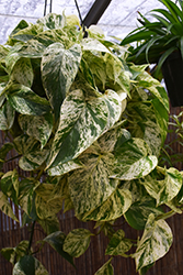 Beautifall Marble Queen Pothos (Epipremnum aureum 'Marble Queen') at The Mustard Seed