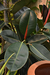 Rubber Tree (Ficus elastica) at The Mustard Seed