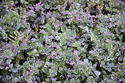 Flamingo Variegated Water Celery (Oenanthe javanica 'Flamingo') at The Mustard Seed