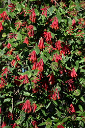 Major Wheeler Coral Honeysuckle (Lonicera sempervirens 'Major Wheeler') at The Mustard Seed