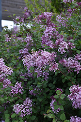 Bloomerang Lilac (Syringa 'Penda') at The Mustard Seed