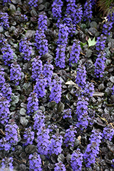 Black Scallop Bugleweed (Ajuga reptans 'Black Scallop') at The Mustard Seed