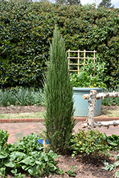 Blue Arrow Juniper (Juniperus scopulorum 'Blue Arrow') at The Mustard Seed