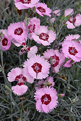 Scent From Heaven Angel Of Peace Pinks (Dianthus 'Angel Of Peace') at The Mustard Seed