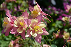 Swan Pink and Yellow Columbine (Aquilegia 'Swan Pink and Yellow') at The Mustard Seed