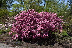 Weston's Aglo Rhododendron (Rhododendron 'Weston's Aglo') at The Mustard Seed