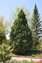 Swiss Stone Pine (Pinus cembra) at The Mustard Seed
